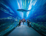 Hurghada Aquarium: A Dive into the Red Sea's Wonders